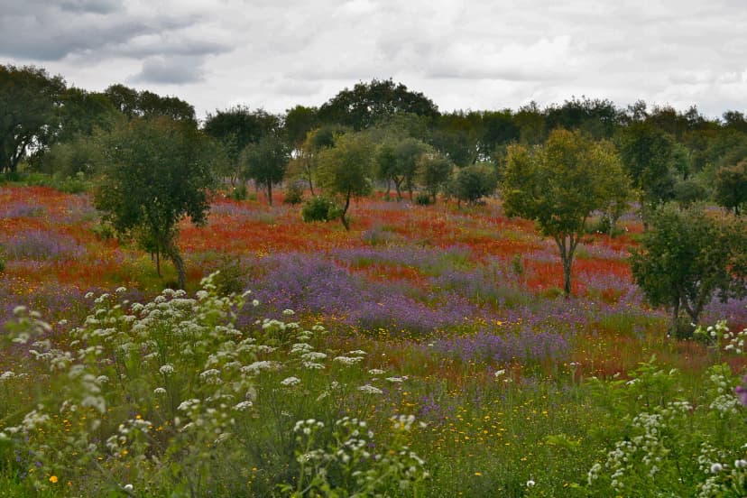 Kurkeikenlandschap in de Alentejo met glooiende heuvels