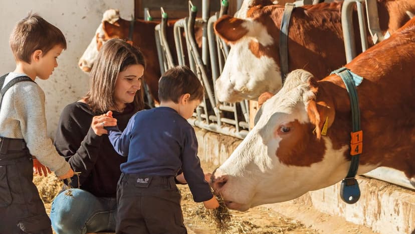 Een moeder en haar kinderen voeren hooi aan koeien in de stal van een Zuid-Tiroolse boerderij