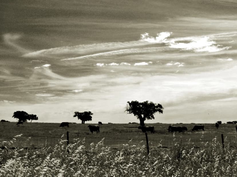quiet luxury Alentejo kurkeikenlandschap Portugal