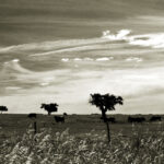 Kurkeikenlandschap in de Alentejo, Portugal