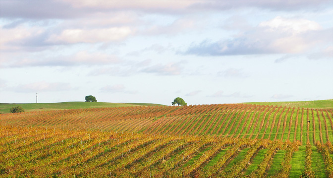 quiet luxury Alentejo wijngaarden Baixo Alentejo